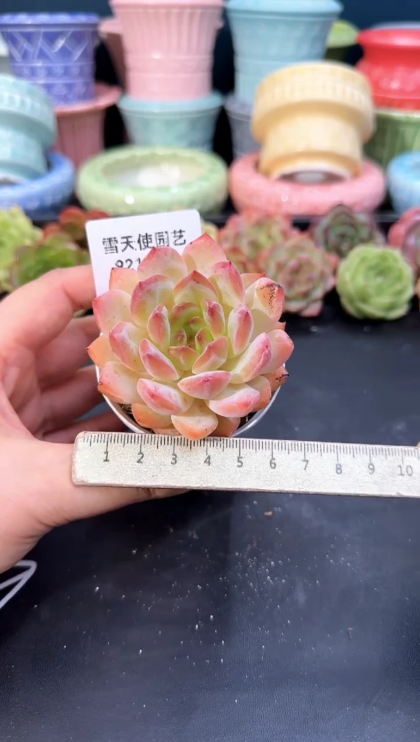 921-024红袖（冠幅6CM）