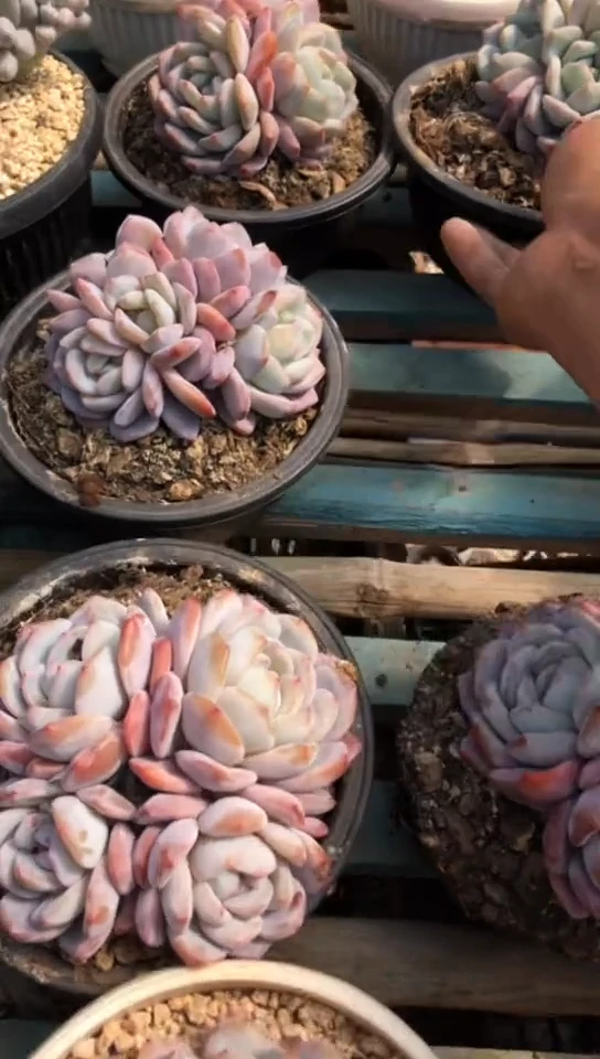 【闪购商品】3头雪天使橙梦露