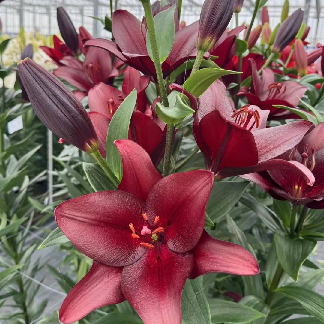 乔乔花屋 1球LA系列黑贝壳深红色单瓣无香百合球 不带盆土现货