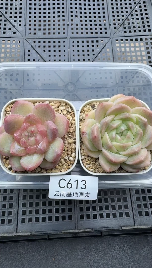 珍妮杂交多肉C613