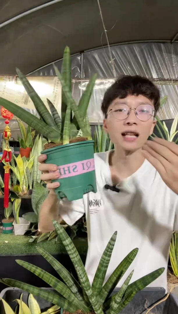 佛手兰带盆土带仔18.8