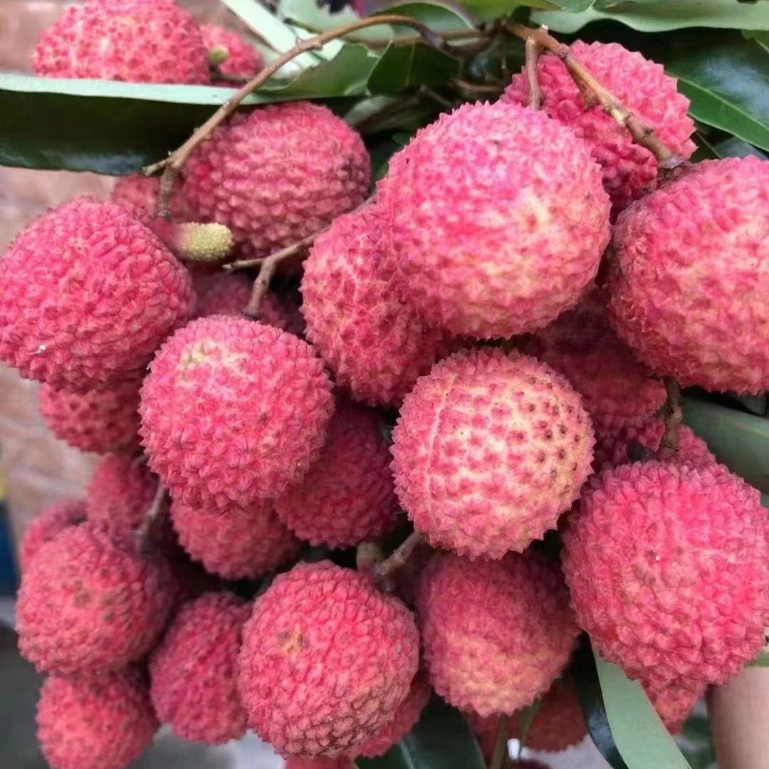 2025新鲜荔枝桂味糯米糍荔枝偏远地区除外