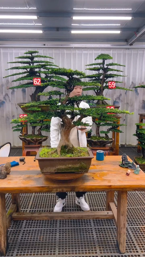 无花朵皖**涵精品盆景直播间一物一拍