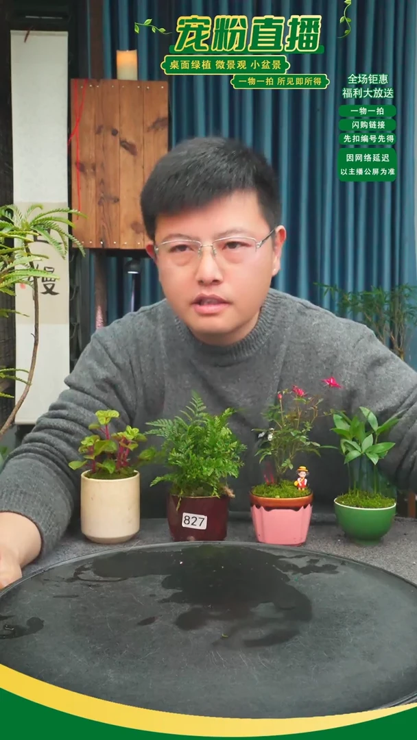 无花朵被****厨苔藓微景观827号