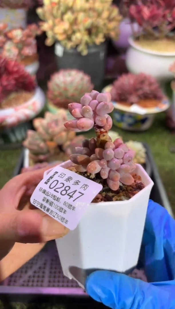 【闪购商品】02847