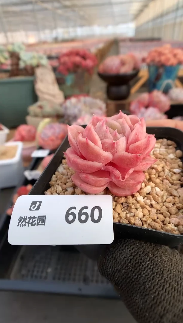 【闪购商品】660昂斯诺石化一物一拍