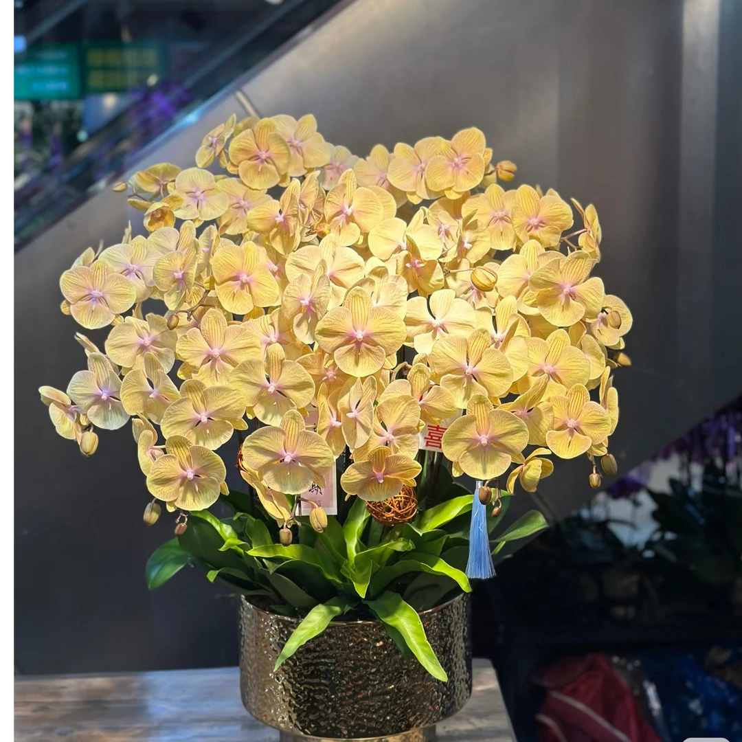 蝴蝶兰【黄金满堂】，3.5杯无花无梗