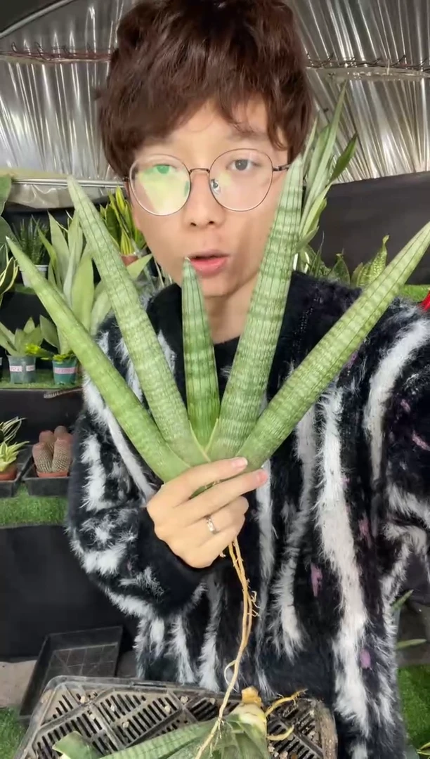 【闪购商品】4叶粗壮佛手兰2棵16.8裸根