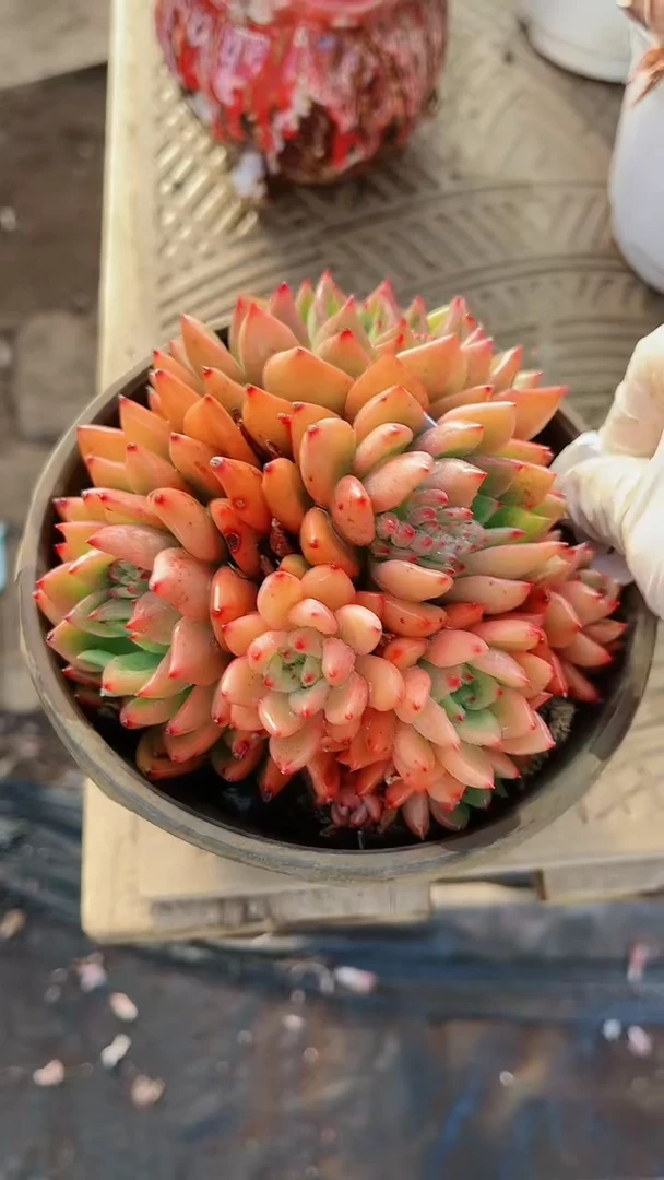 【闪购商品】18141