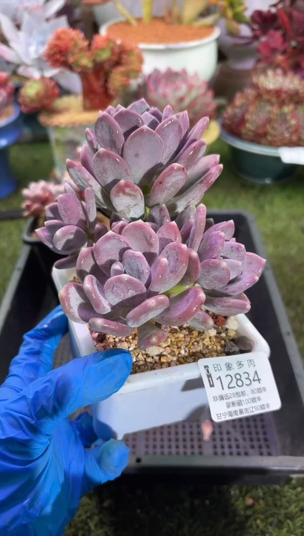 【闪购商品】12834