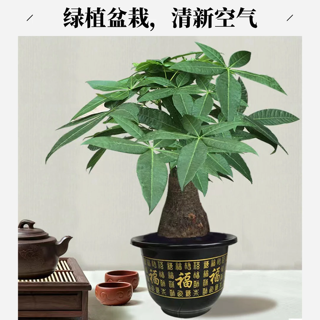 风水树发财树好养活植物水培植物客厅办公室小发财树小盆栽桌面