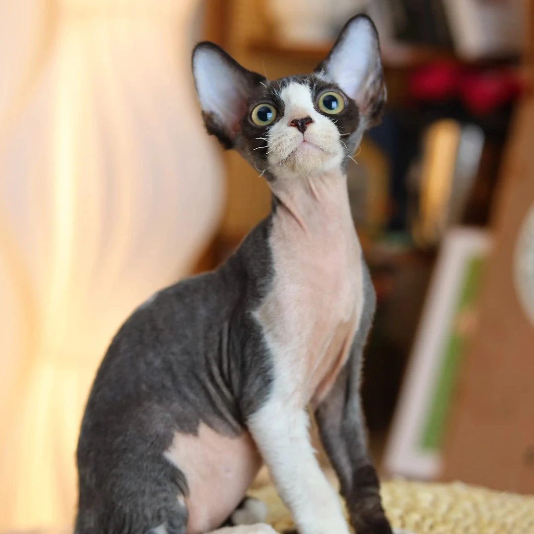 荔枝 黑白弟弟 包子的德文卷毛猫