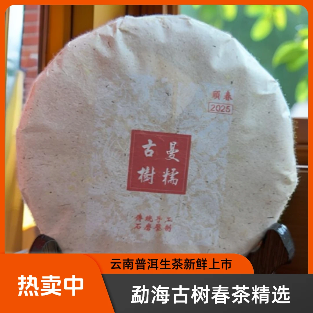 云南普洱茶勐海茶区勐往乡2025年曼糯挑采古树春茶