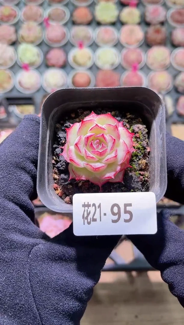 【闪购商品】21-95女王玫瑰