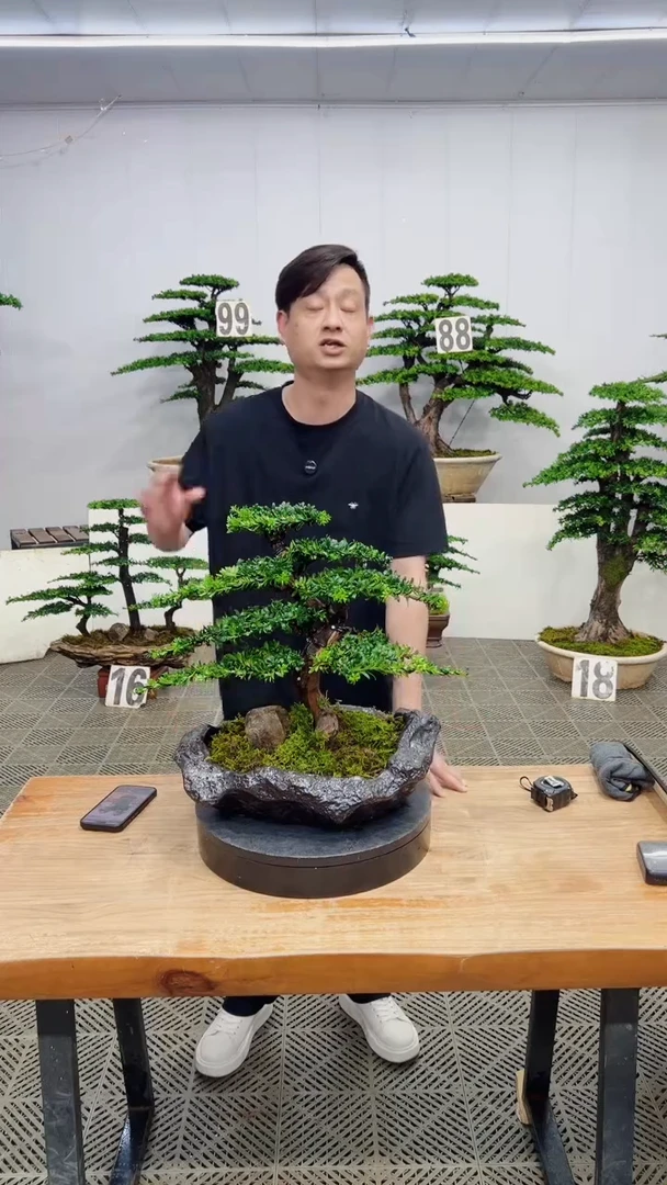 无花朵造型盆景一物一拍