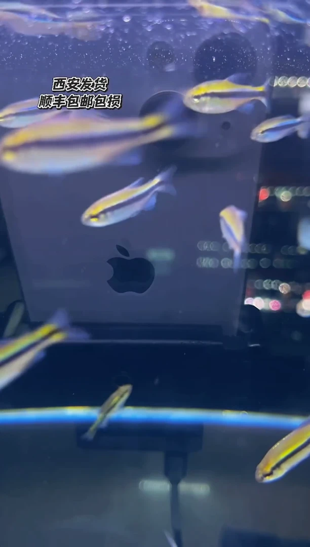 海水鱼海****特1白金火蚁
