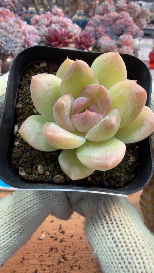 东云多肉园三号店-53