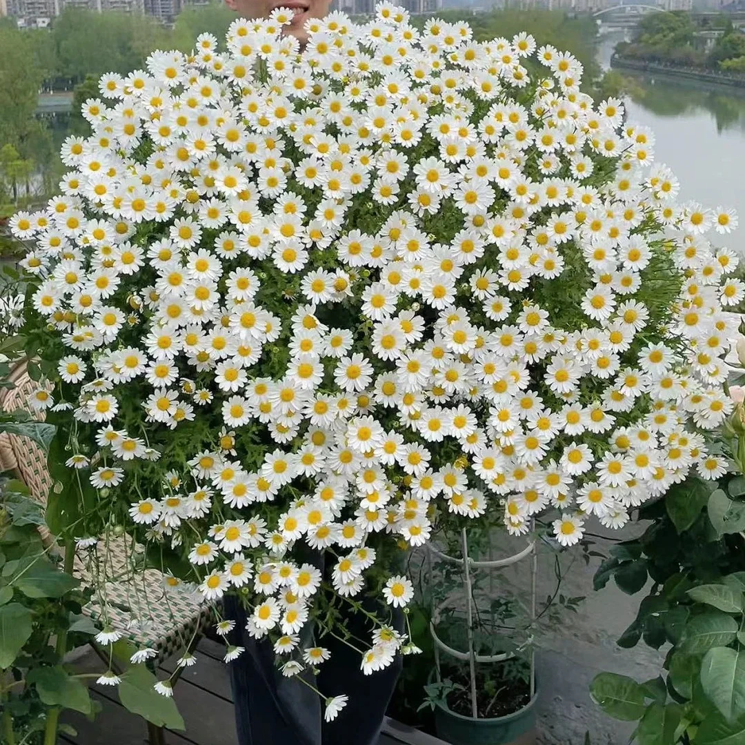 【白晶菊】菊花卉易活四季盆栽翠蝶花开花阳台室外鲜花易爆盆