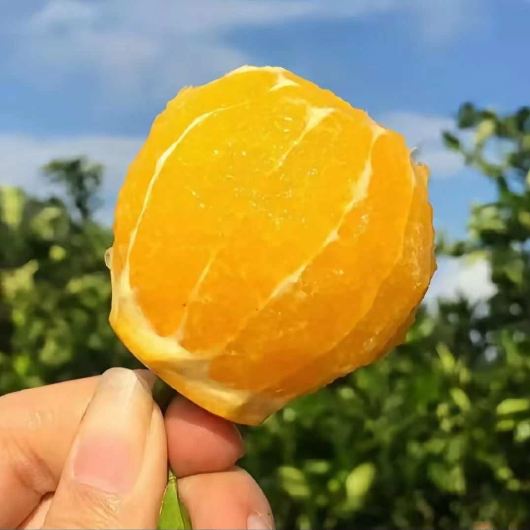 【正宗赣南脐橙】 甜蜜多汁 皮薄肉厚 现采现发