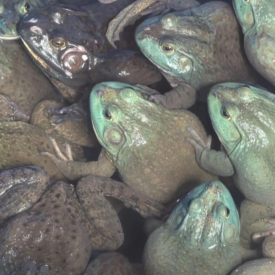 【鲜活牛蛙】500g可以宰杀的蛙