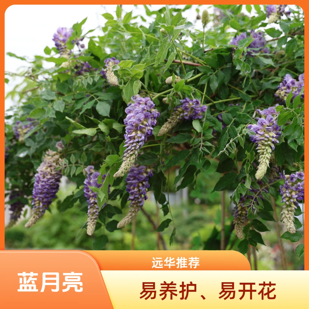 4M【蓝月亮】欧系紫藤 当年开花 一年多次复花 花量大 适合新手