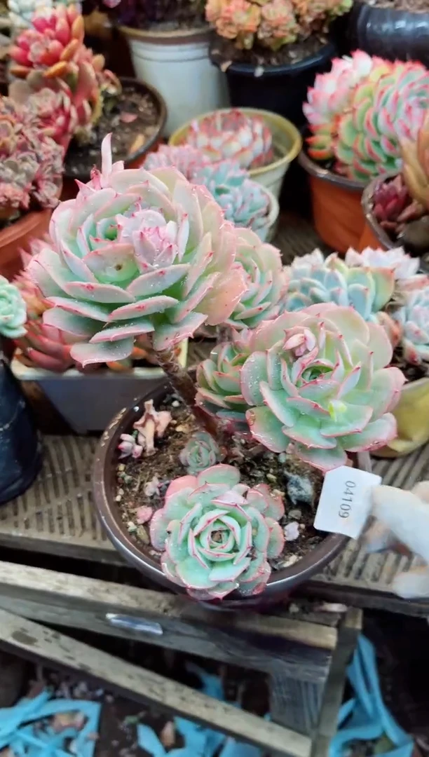 【闪购商品】04109