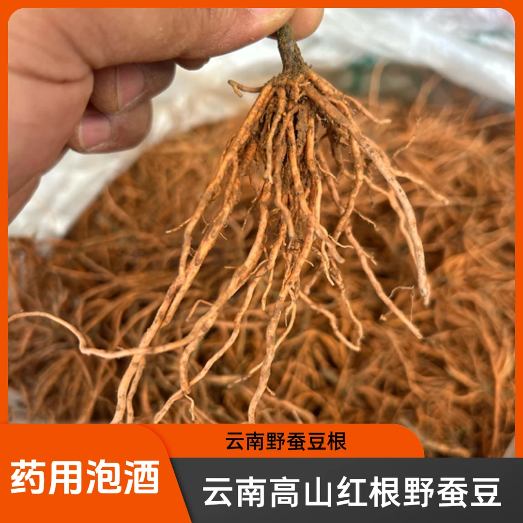 正宗云南高山红根蚕豆根泡酒煲汤