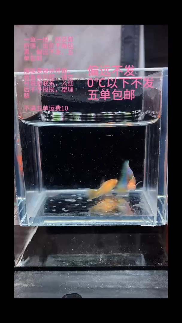 孔雀鱼孔雀鱼 17