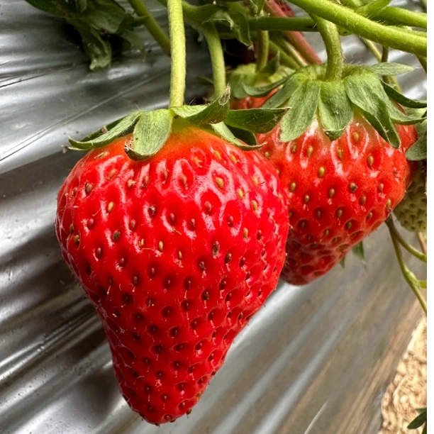 土坨苗阳台红颜.红玉.随珠种植地栽草莓苗