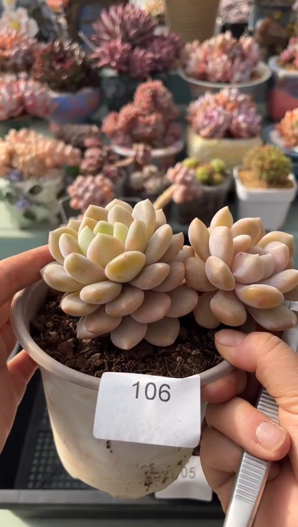 106双头冰橙多肉