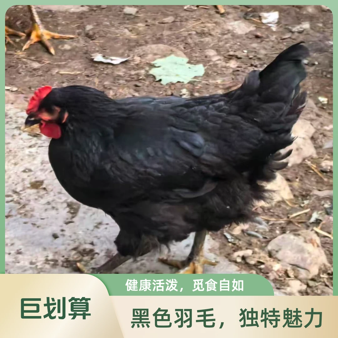 1只皖南  高山散养黑母鸡