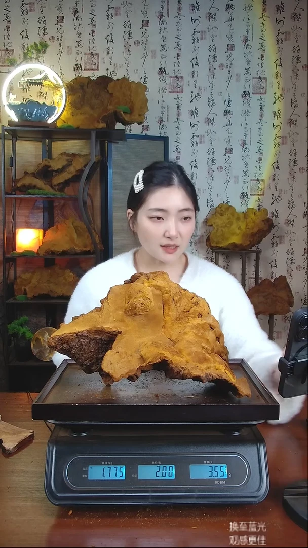 松针层孔菌中国大陆【藏区 野生】松树桑黄（3.55斤）50-60年份