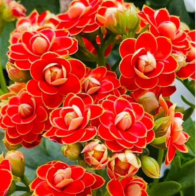 【金狐狸】长寿花盆栽庭院阳台爆花强新手易养护开花植物重瓣稀有