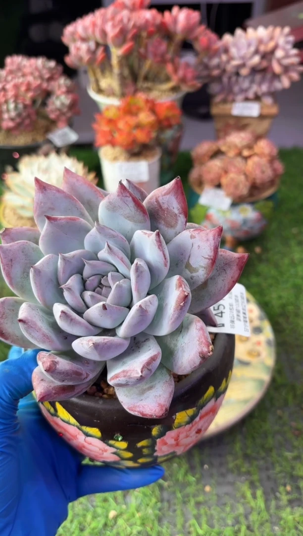 昆明印象多肉4511