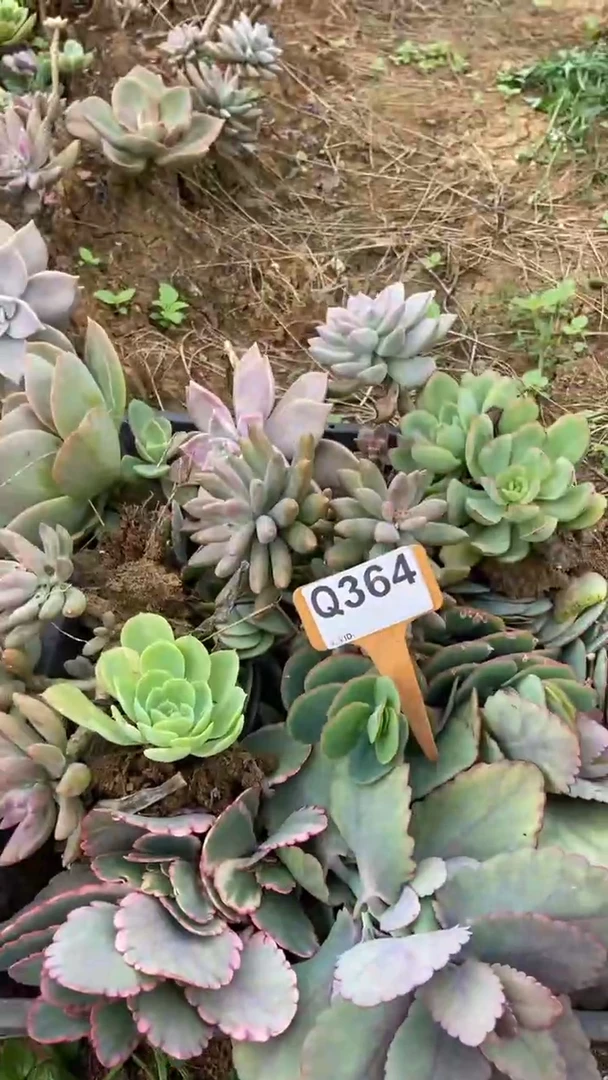 Q364多肉组合默认脱土发货