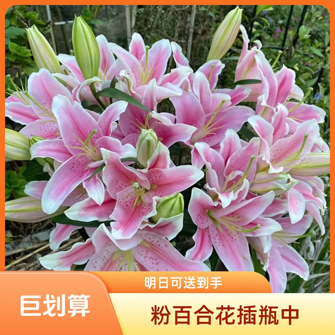 【2枝粉百合8个花苞索尔邦】～全店满35元包邮～《～今天下单明天到》粉色多头百合生活鲜花瓶插花次日达