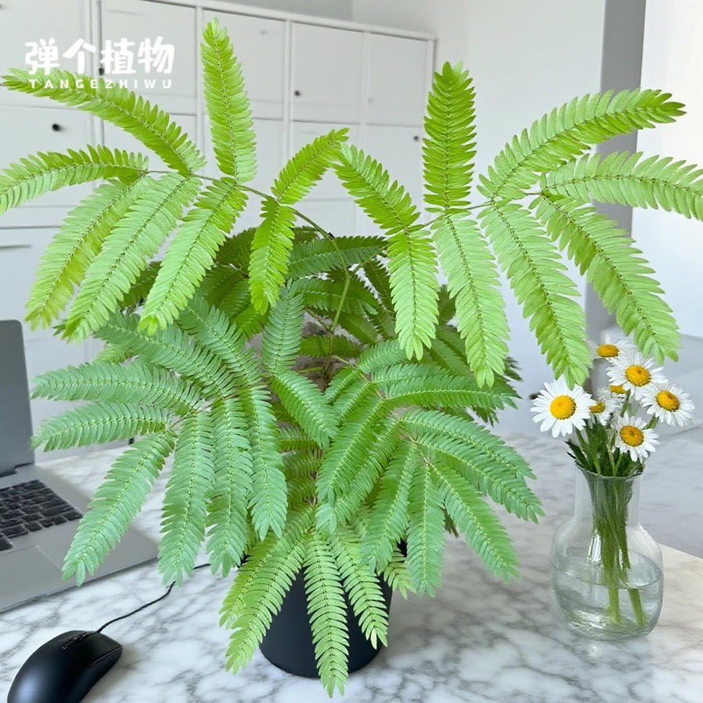 弹个植物密叶猴耳环盆栽室内植物绿植易养懒人高颜值四季网红