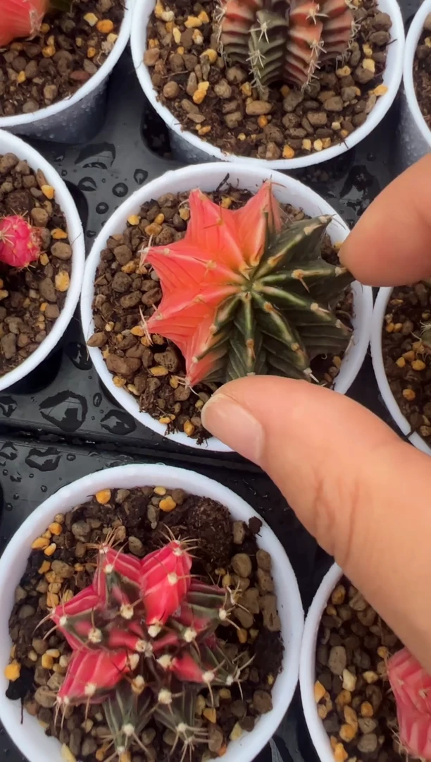 773好看米哈的冲冲冲