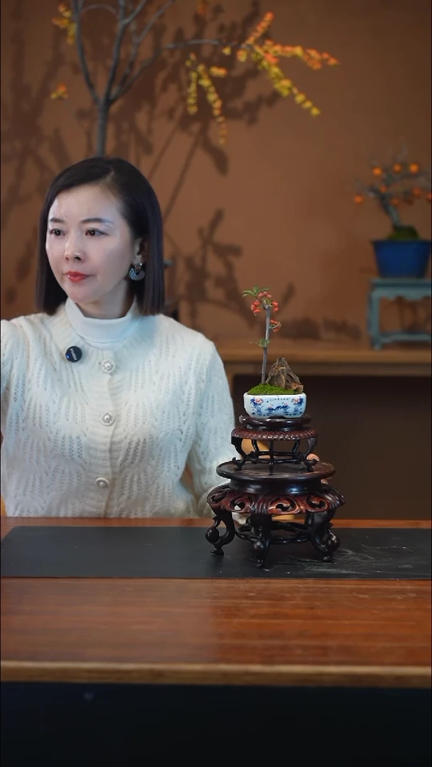 全部花朵火棘盆景盆景盆景