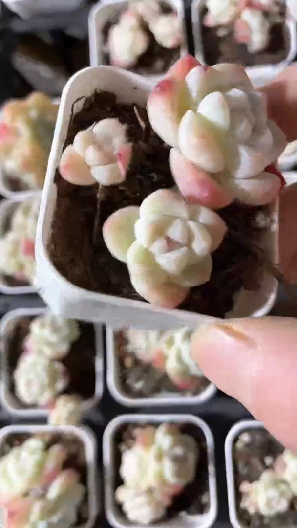 【闪购商品】五方冰玉三头多肉