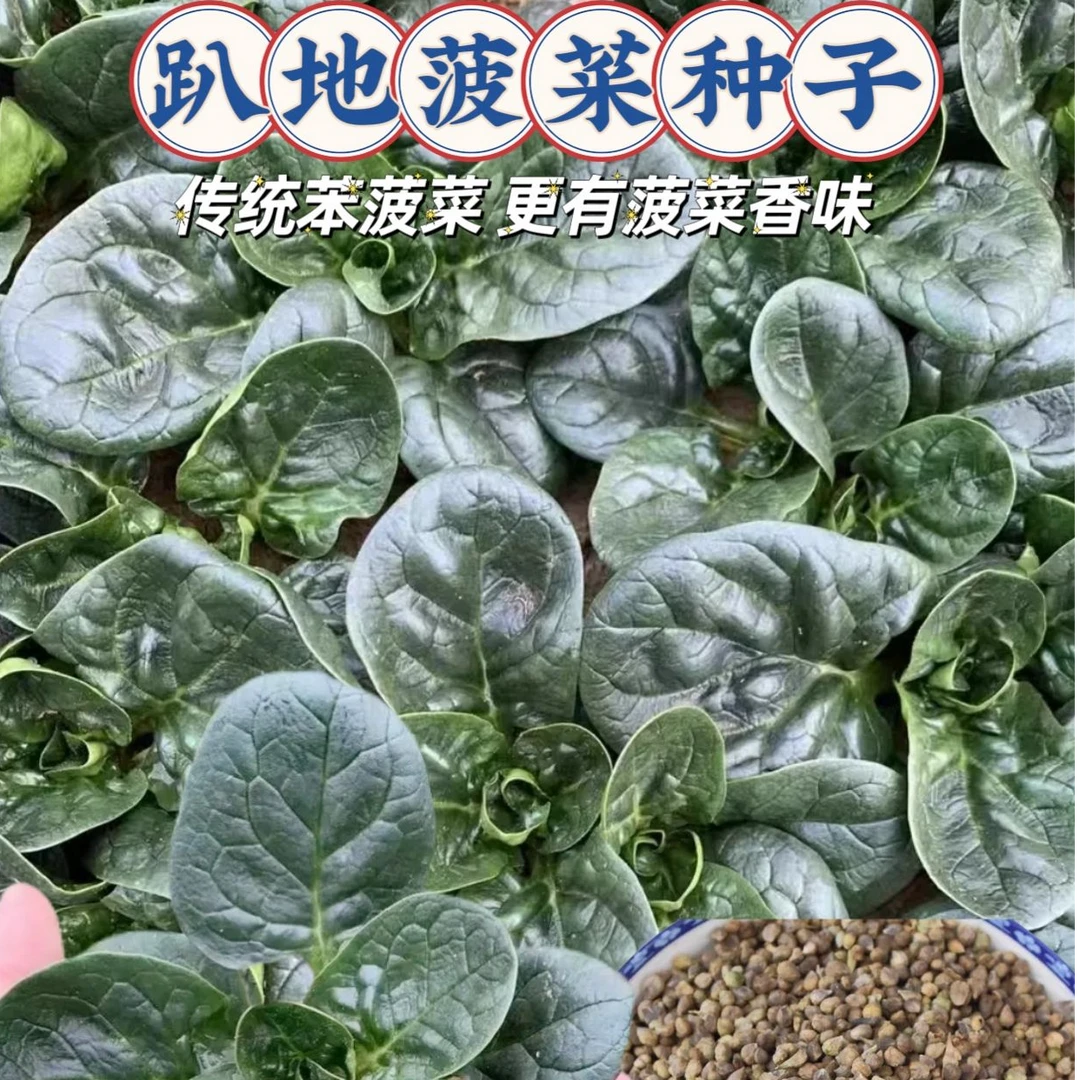 【趴地菠菜种子】大叶黑圆叶菠菜种籽耐热耐寒高产蔬菜种子四季播