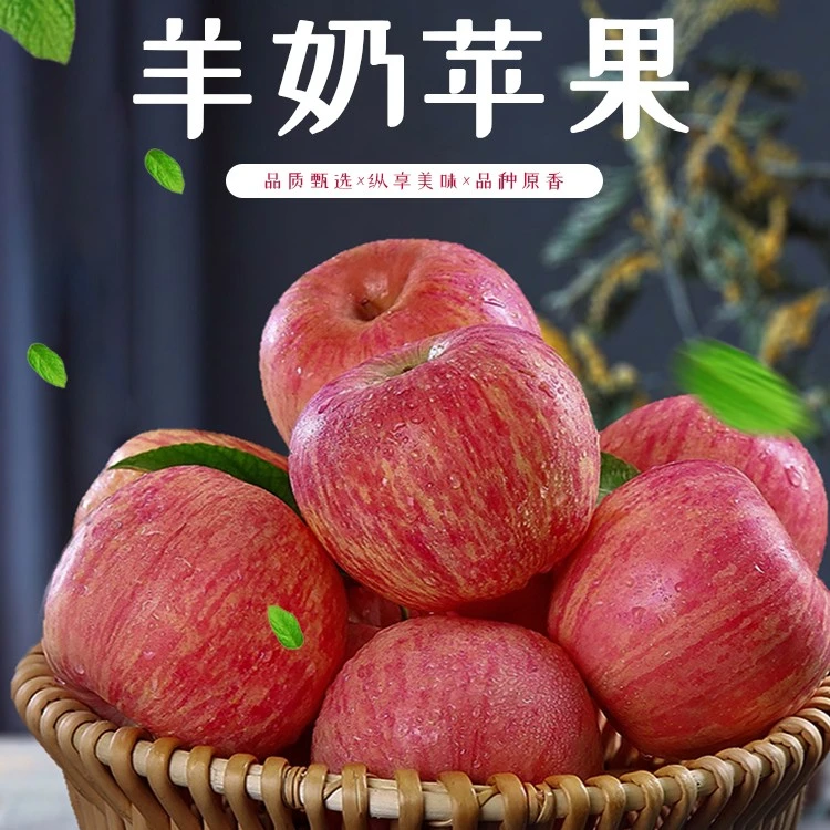 山西羊奶苹果当季新鲜脆甜多汁  大果7-9个