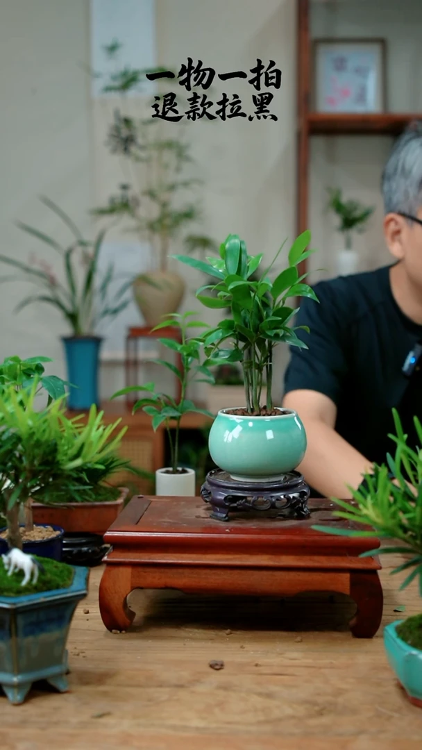 完全开放深**年竹柏642
