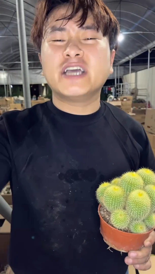 金丝猴 群生【带根】