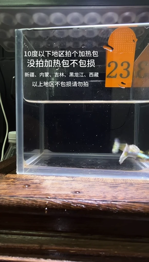 孔雀鱼白金白尾象耳23