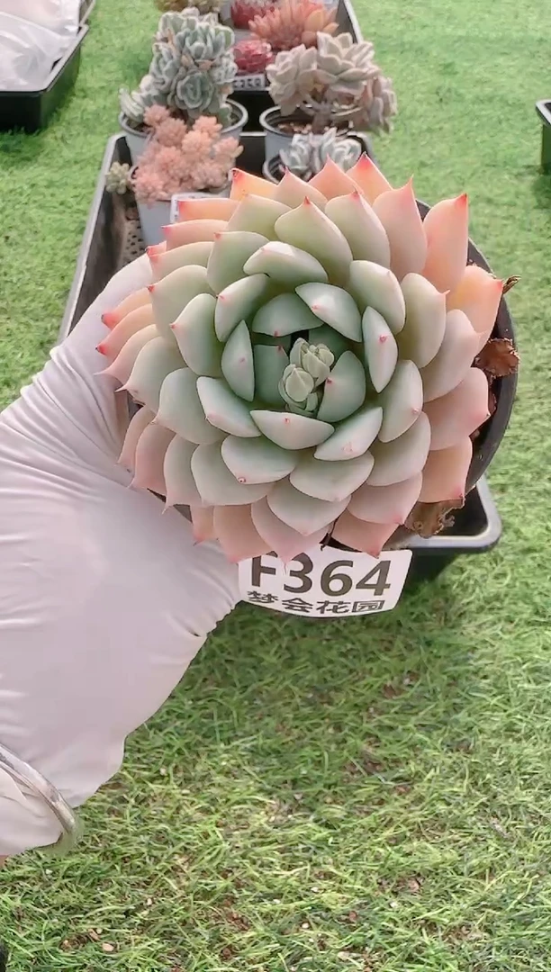 【闪购商品】梦会多肉一物一拍