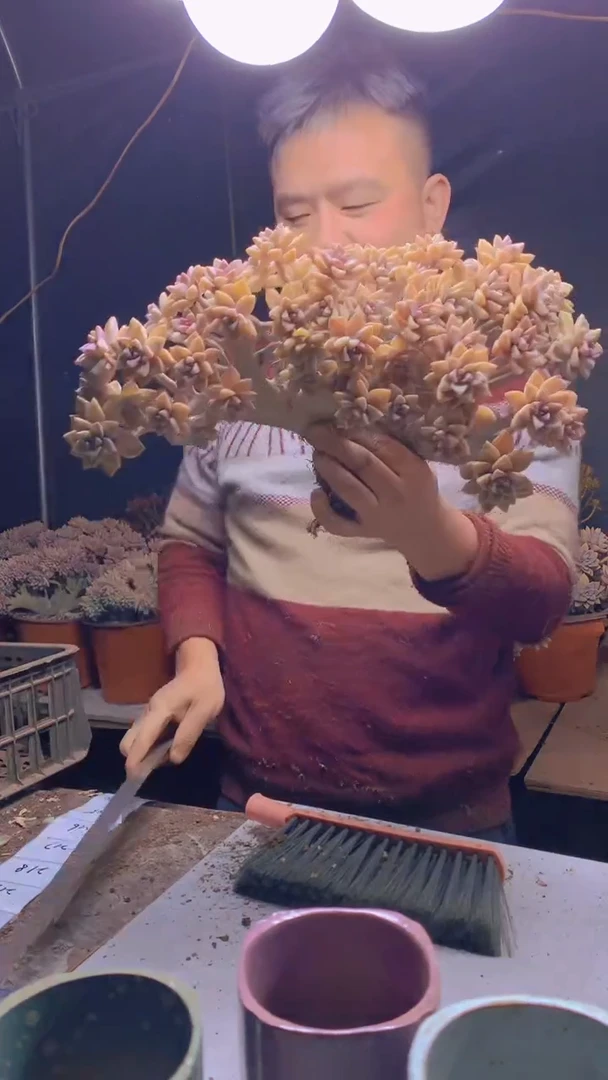 【闪购商品】缀化201