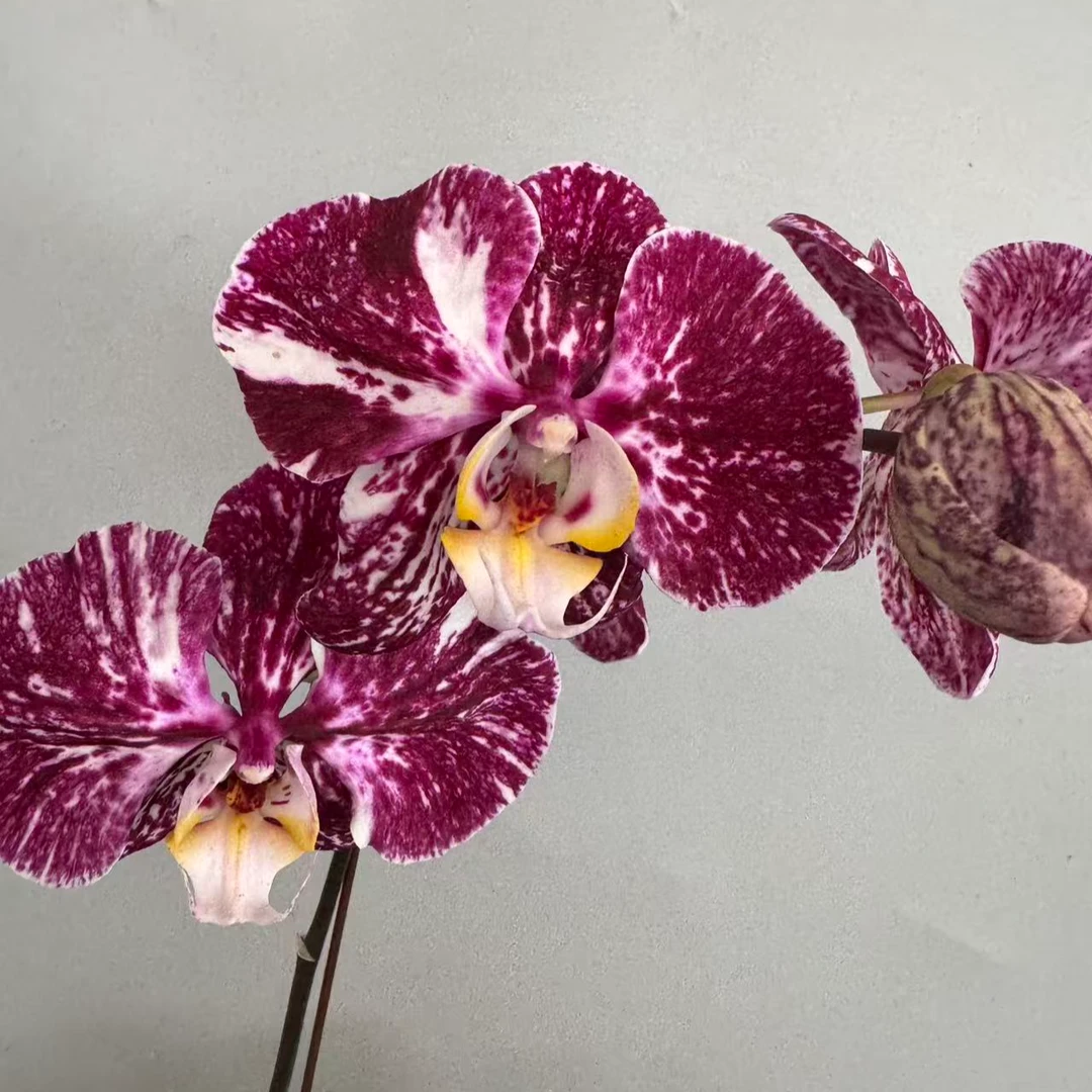 蝴蝶兰【毕加索深色】室内花花基地直发