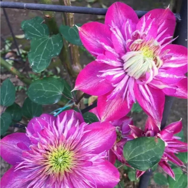 铁线莲（针皇）庭院爬藤植物耐寒耐热盆栽地栽阳台多季节开花