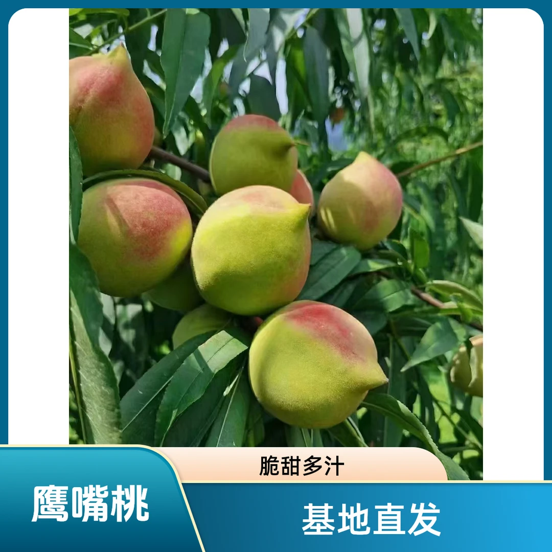 鹰嘴桃精品裸根苗【2棵】嫁接庭院种植南北方果树苗